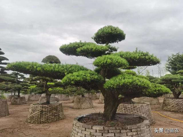 精品造型罗汉松