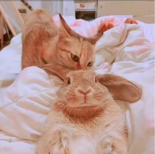 橘猫舔着兔子脑袋,兔子以为自己要被吃掉了,吓得全程不敢乱动!