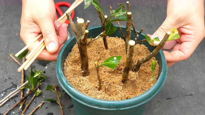 教你茶花扦插,这个季节正合适,容易繁殖一大片