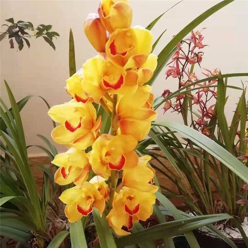 满地黄金兰花窗台卧室客厅庭院阳台盆栽植物花卉室内