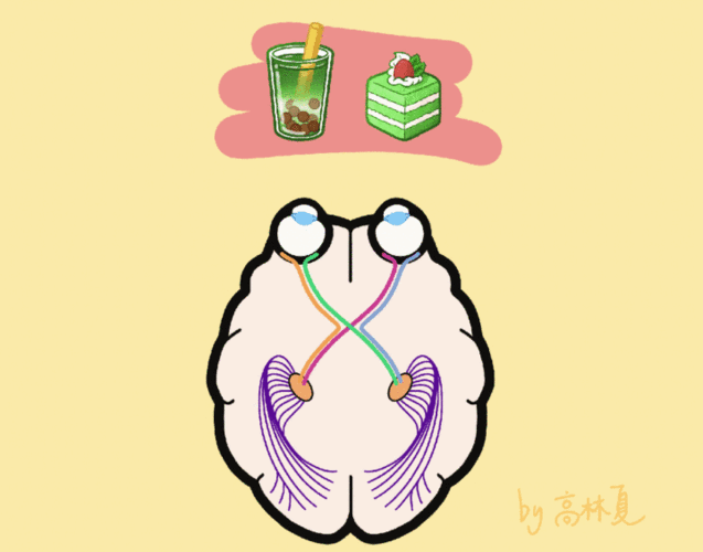 (四)视觉信号在大脑中被重组,扭曲全过程!