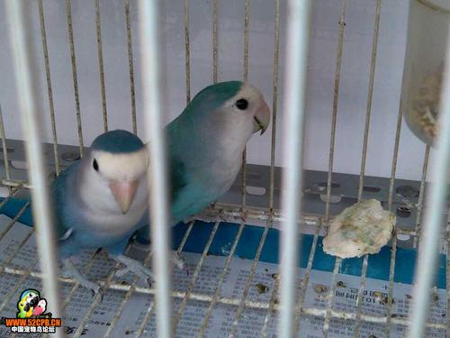 面类小鹦品系分类-牡丹鹦鹉爱好者之家