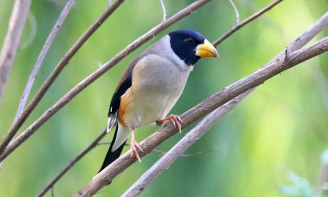 铜嘴鸟上口的快速方法是什么第二个办法不能常用