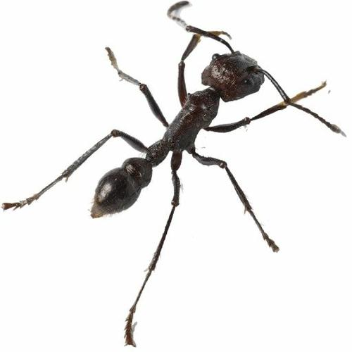 2.捕捉足(grasping legs 或 raptorial legs )