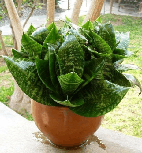 如果你想要养容易爆盆的虎皮兰,那么一定要选容易生长的品种