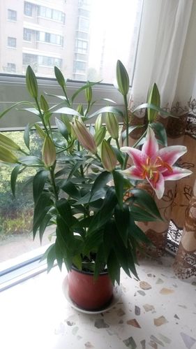 百合花开了!
