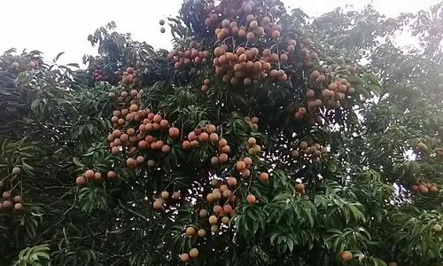 北甘荔枝欢迎你(副本)