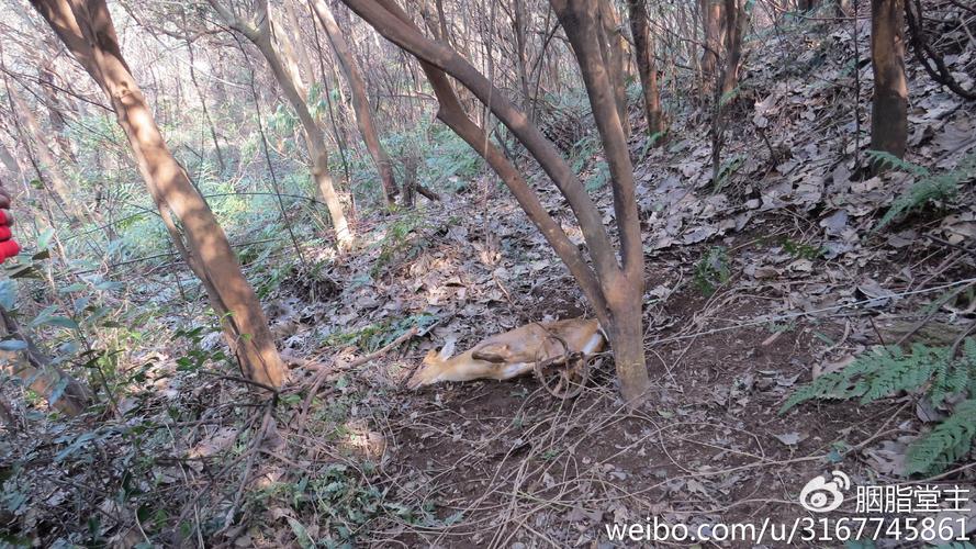 释放一只被夹的麂子