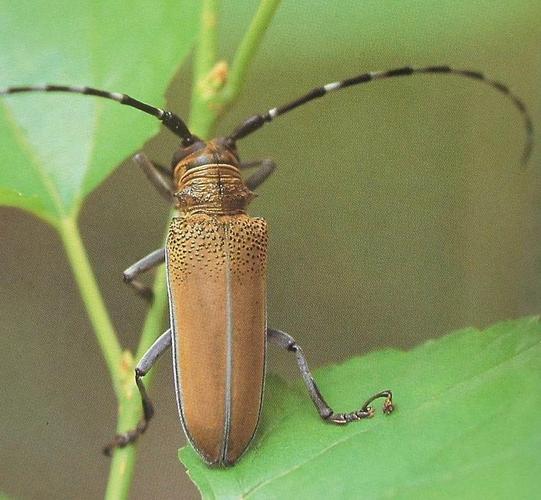 展开全部 这是桑天牛,别称粒肩天牛,学名:apriona germari,幼虫蛀食