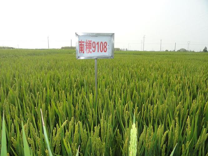 南粳9108全生育期150-154天,比淮稻5号早1-3天,属迟熟中粳类型,适宜在