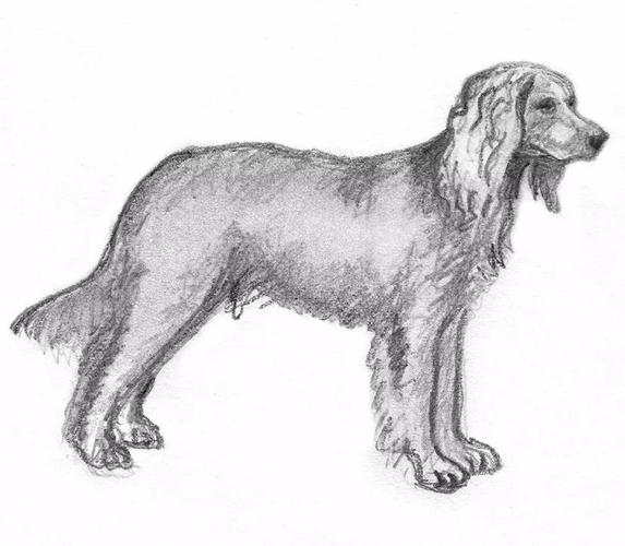 素描画的狗狗居然这么可爱简直太心动了