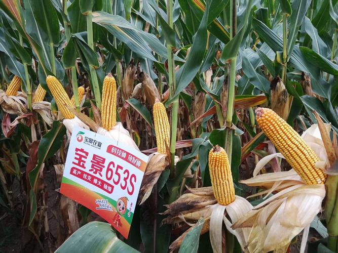宝景653s,玉米中的plus【2020】