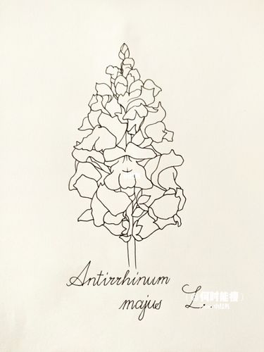 金鱼草手绘_手绘_阴影_文化_绘画