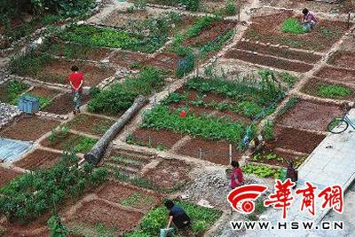 我们小区的"开心农场"(图)