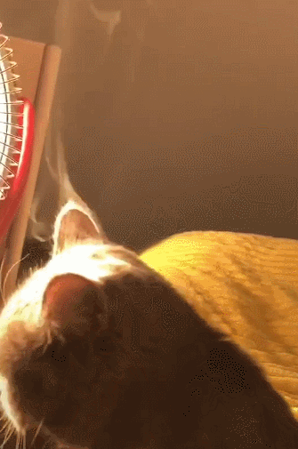 猫咪烤火一不小心头顶开始冒烟了网友这是烤糊了吗