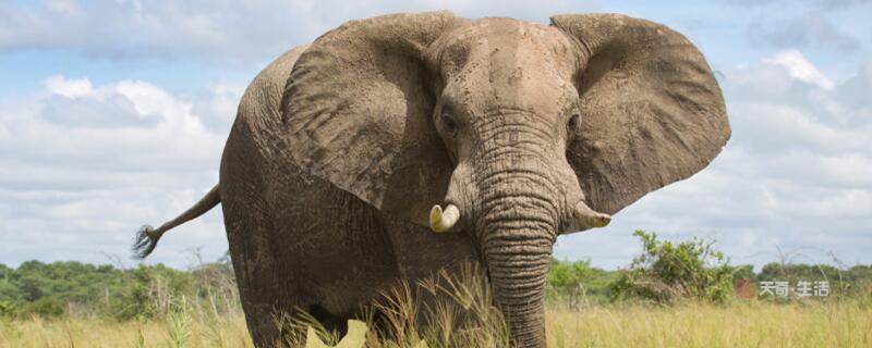 大象来自哪个国家 大象产自哪些地区
