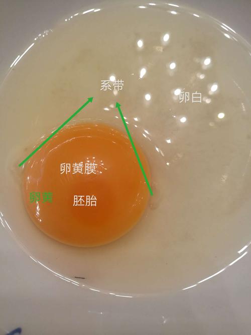 鸡蛋的结构