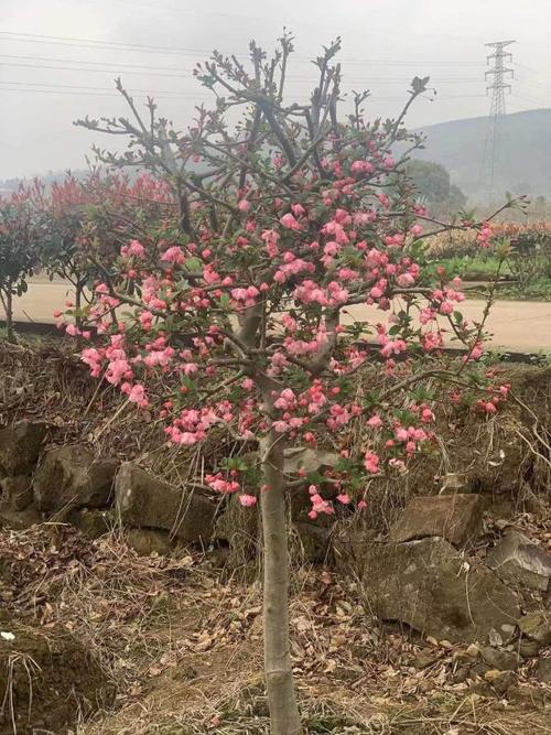 小叶垂丝海棠哪里有 小叶垂丝海棠基地