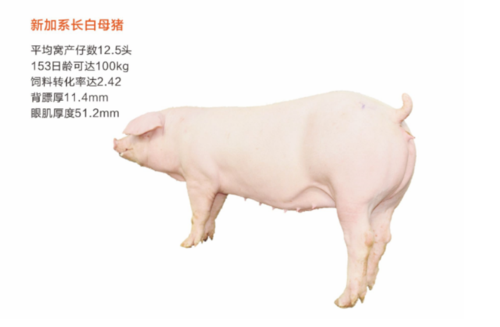 新加系长白母猪