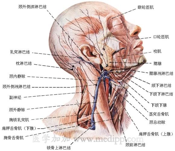 人体生理解剖图---心脏