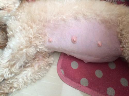 狗狗怀孕49天,这样的肚皮算大吗?