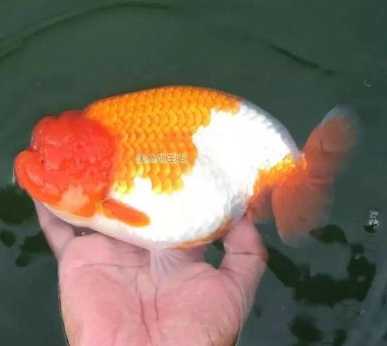 1,泰寿  泰国的兰寿,泰寿弯刀型的背弓和夸张往往给人留下很深的印象.