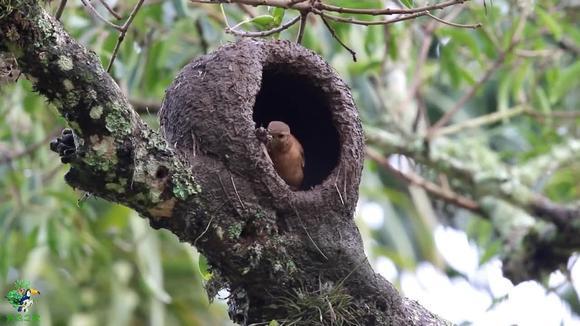 在竹林里发现了一窝四喜鸟,送上一点蚂蚱,观察鸟儿的育雏生活