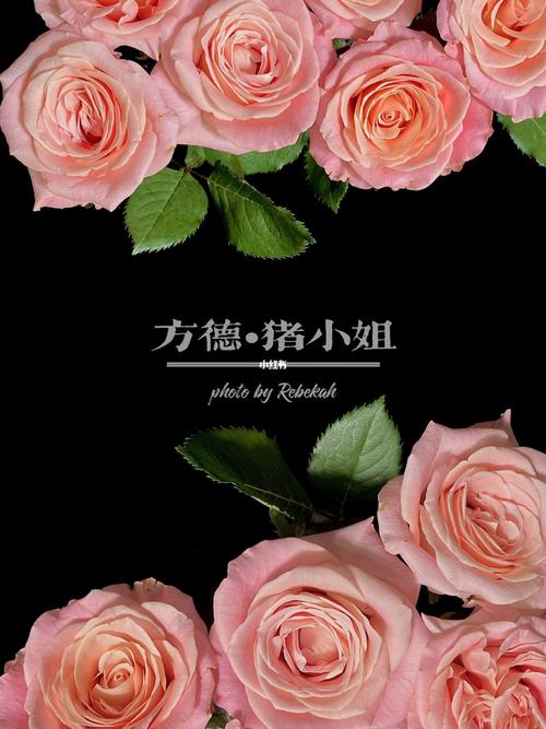 玫瑰 "猪小姐"_鲜花_花卉_家居家装_家居装饰