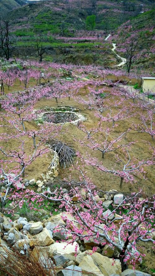 美丽临朐,十里桃林嵩山桃花节欢迎您
