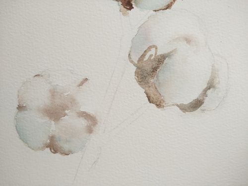 【水彩】一支棉花|纯艺术|绘画|若汐绘 - 原创作品 - 站酷 (zcool)