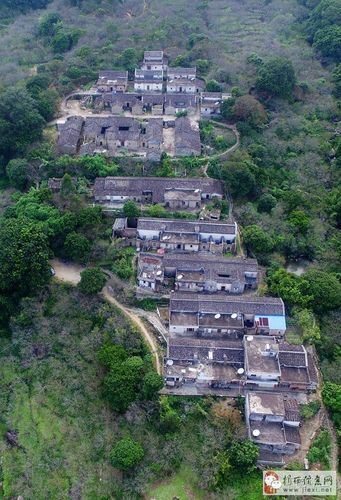 广东省揭西县坪上镇石内上江坑村青梅已熟欢迎各界朋友前来选购