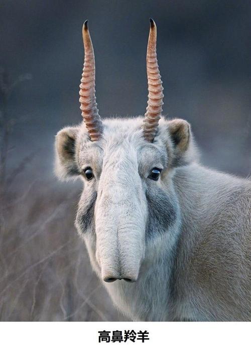 这9种动物已经濒危趁着还存在请记住它们的名字