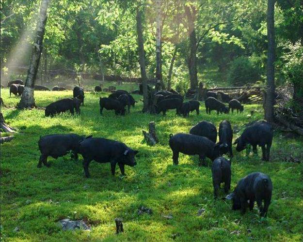 黑猪苗养殖,黑猪苗基地,黑猪苗价格