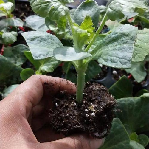 [早佳8424西瓜苗批发] 嫁接西瓜苗育苗基地批发西瓜苗