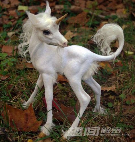 奇趣动物       因而,seville的isidore在公元600年写道:独角兽是残暴