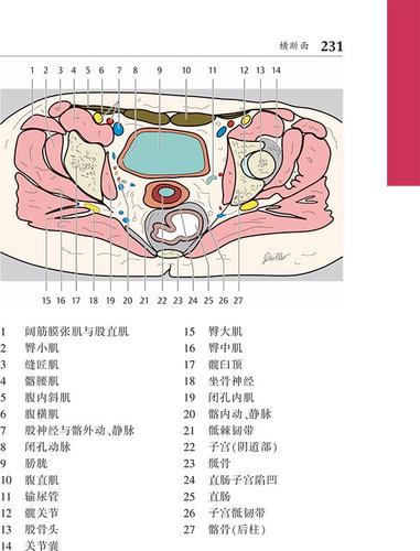 正版ct与mri袖珍断层解剖图谱第2卷-胸心腹盆腔 (德)穆勒(moeller,t.