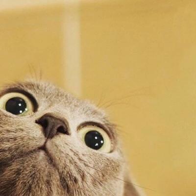 可爱猫咪头像,个性头像图片-回车桌面