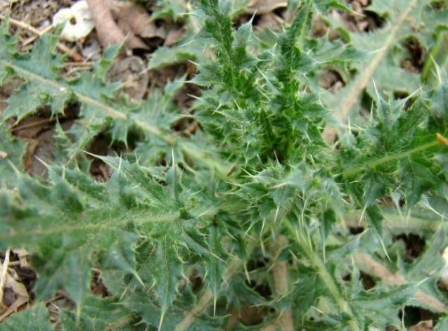 农村人最讨厌的"老虎刺",市场上有人10元一斤收购,你认识吗