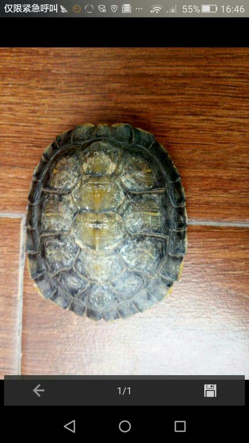 我的乌龟在换壳的时候给我刷了一下它的壳.现在它的壳