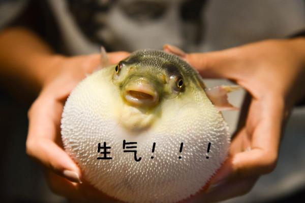 河豚鼓气的次数是有限的吗?