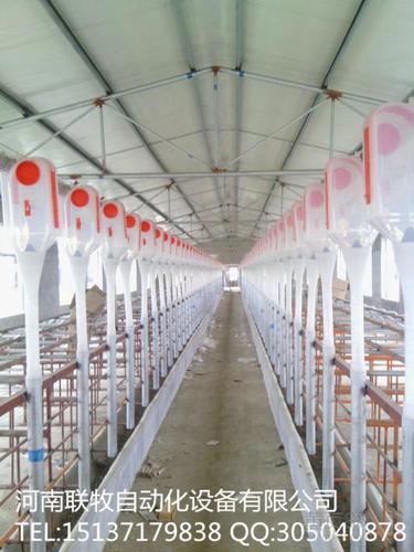 供应养猪自动化喂料设备/猪场自动化喂料系统