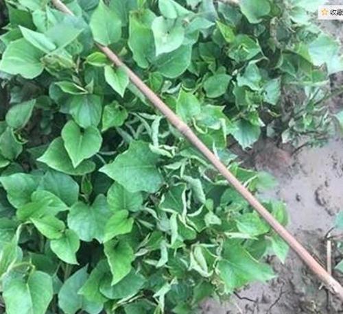 红薯卷叶病怎么防治?