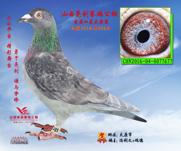 2016年山西亮剑赛鸽公棚决赛获奖鸽281-290