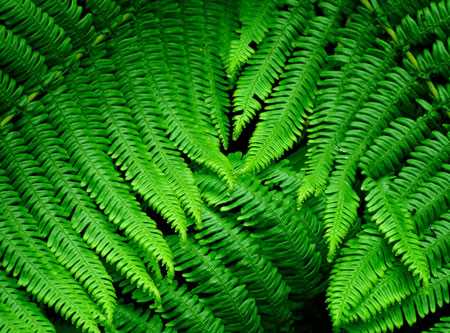 蕨草是一种什么植物蕨草图片及简介