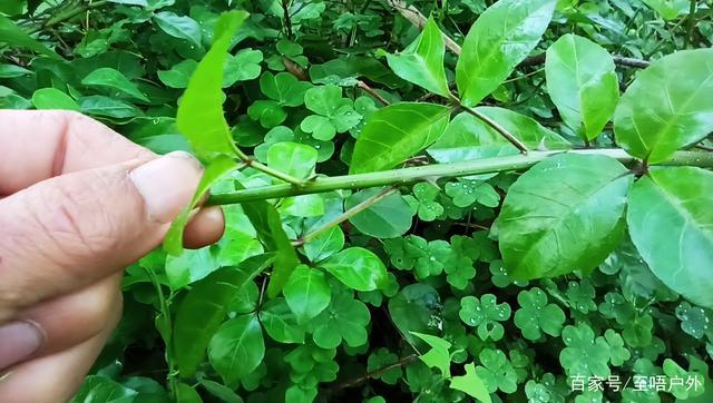 农村有种藤蔓全身都是刺,它不仅不讨厌,更是能做成一