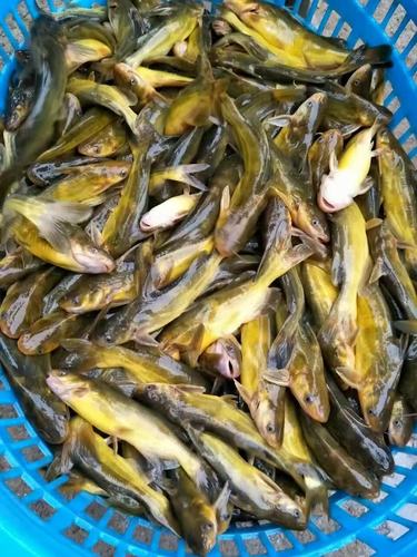 这个方法钓黄骨鱼(黄颡鱼),不累,方便且渔获多!
