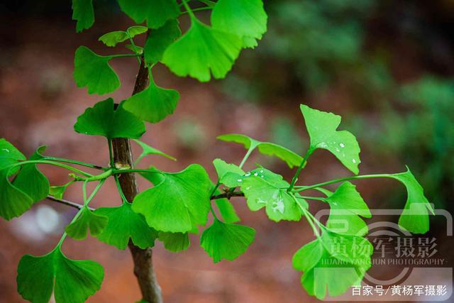 春雨里生长的银杏树,春日里银杏别样的美,遇见春天里美丽的风光