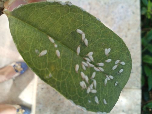 桂花叶子上的虫,是什么虫害?