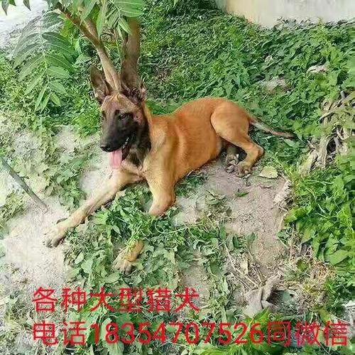 供应信息 大洲养殖场(个体经营) 马犬大型养殖厂  马犬大型养殖厂商品