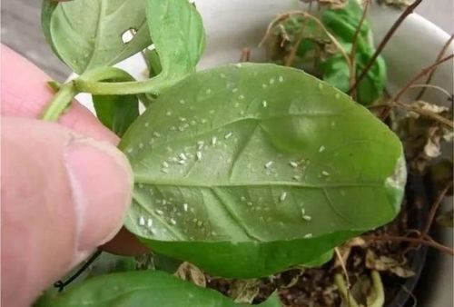 盆栽植物容易感染这些害虫,别以为关房子里,虫子就跑不进来了